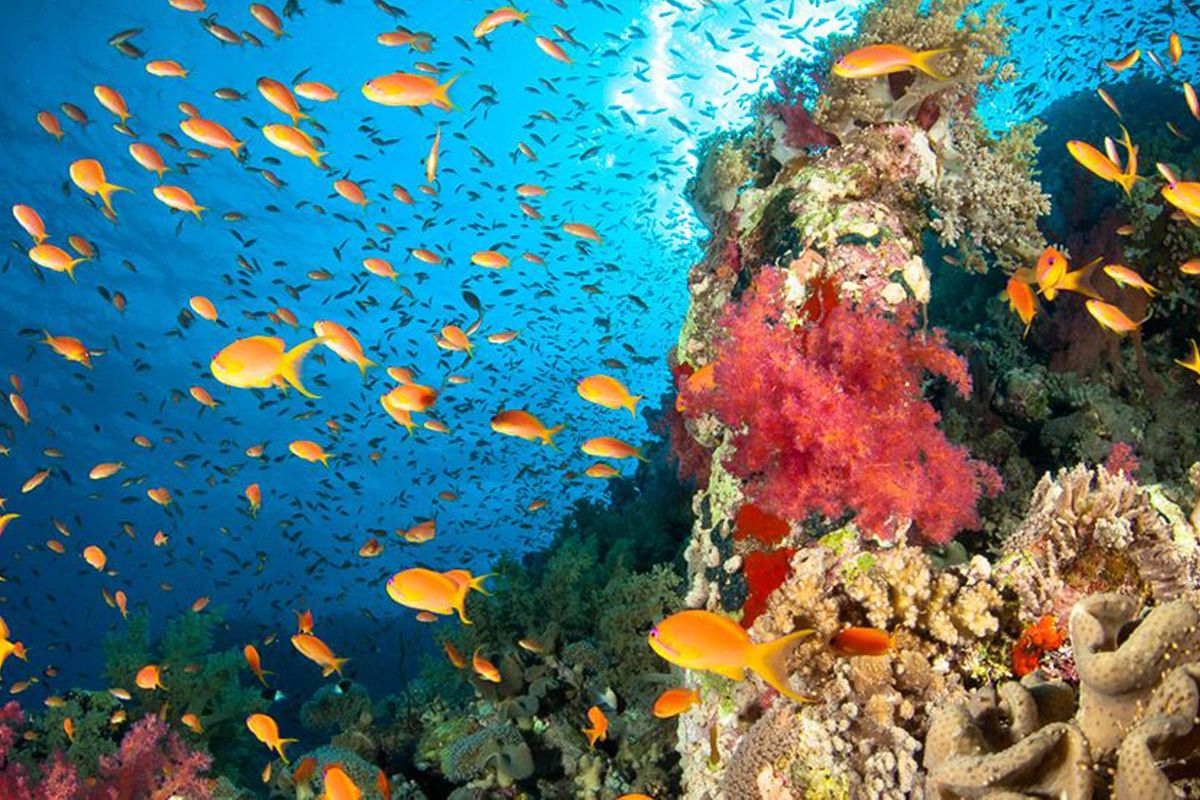 Allarme cambiamento climatico: almeno 3.500 specie animali a rischio.