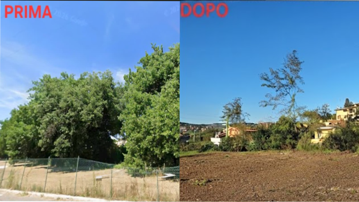 Cemento al posto del bosco a Marco Simone: dopo l'ANVA, il CRA smonta l'autorizzazione comunale